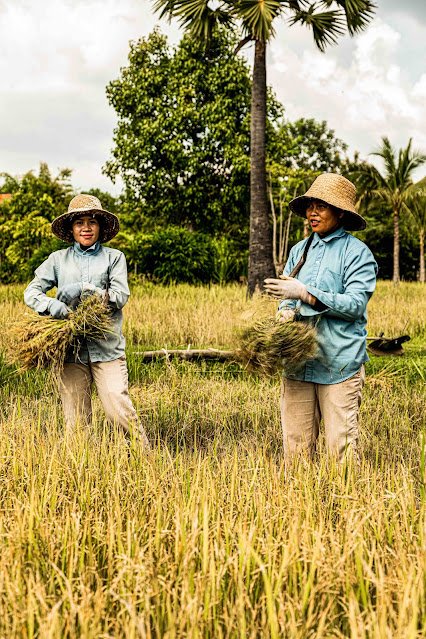 暹粒│低調奢華度假村Phum Baitang 向柬埔寨百年民間木屋致敬 沉醉阡陌之間 zannier hotels phum baitang rice cultivation 16 © patricia parinejad for zannier hotels